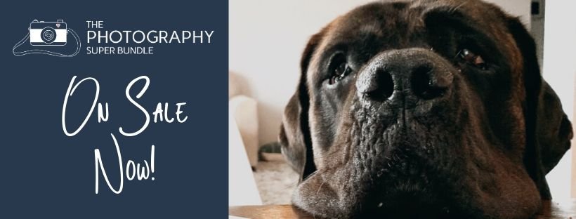 image of dog with text overlay. The Photography Super Bundle. On Sale Now. www.CaptivatingCompass.com